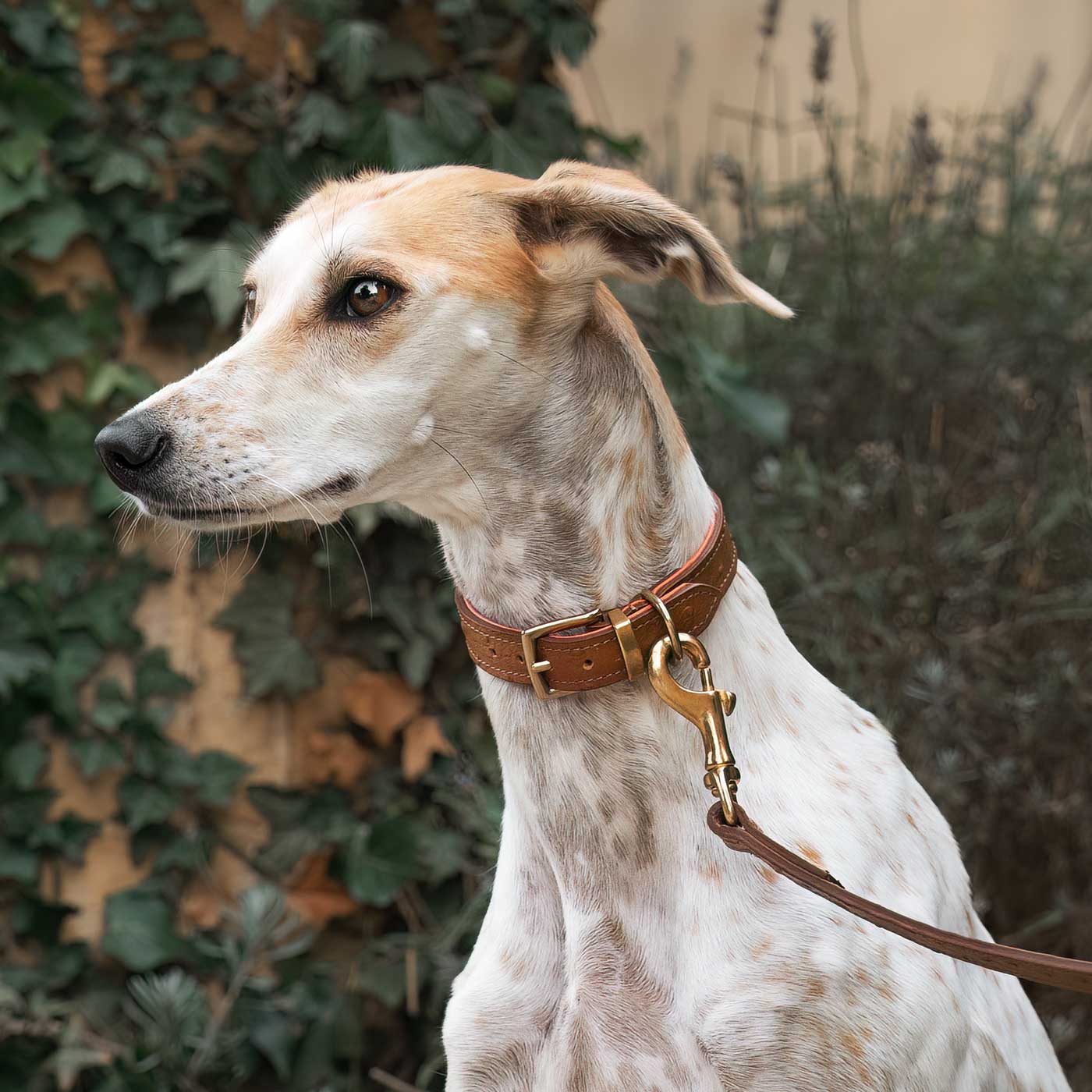 Premium Ostrich Leather Dog Collar - Tan & Orange - Handcrafted Luxury Pet Accessory by Lords & Labradors - Perfect for Daily Walks, Training & Stylish Outings