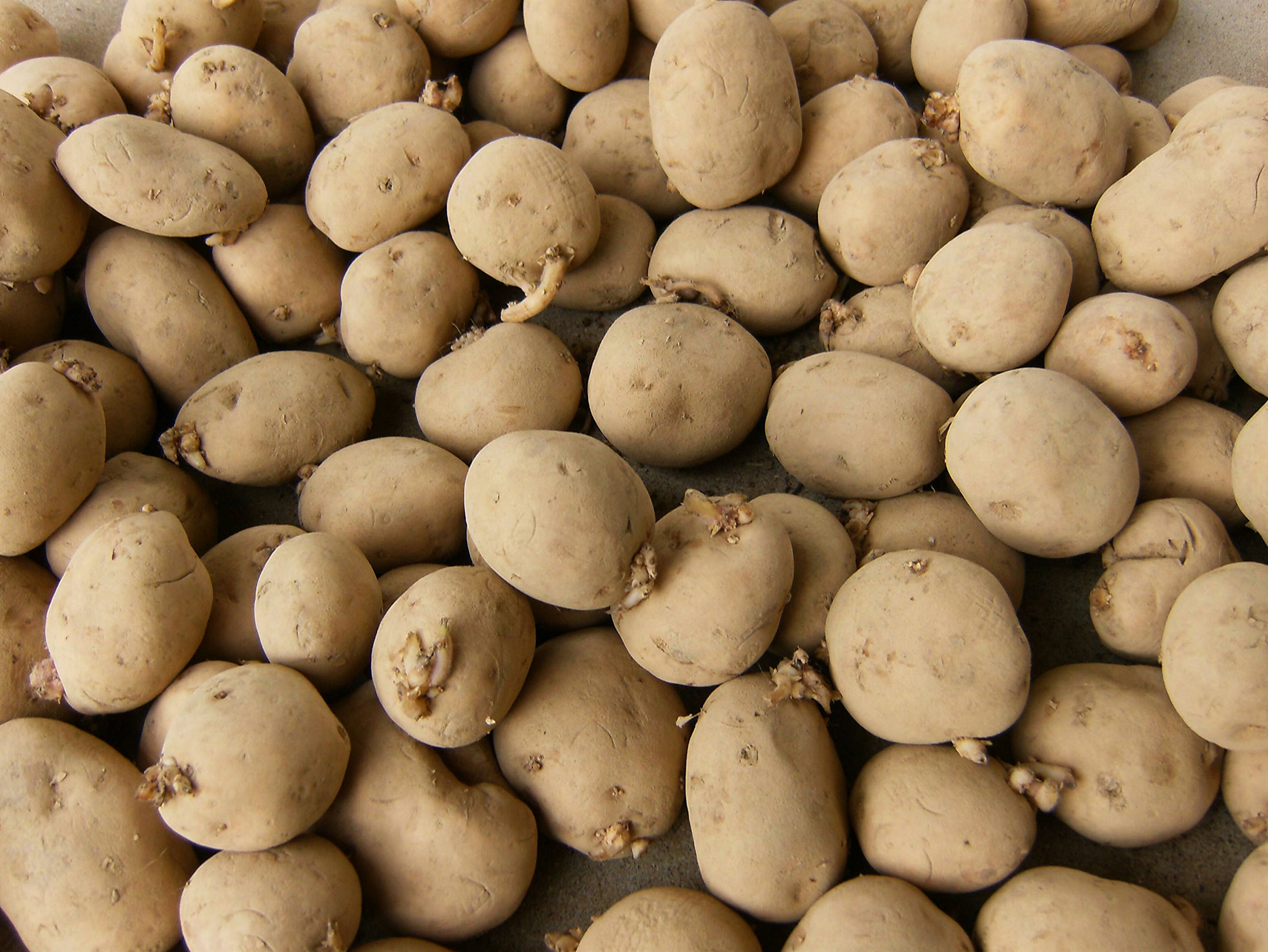5 Lbs Yukon Gold Seed Potatoes - Non-GMO Certified Potato Tubers for Planting, Gardening & Homegrown Harvest | USA Grown Spuds for Backyard Farming & Organic Gardens