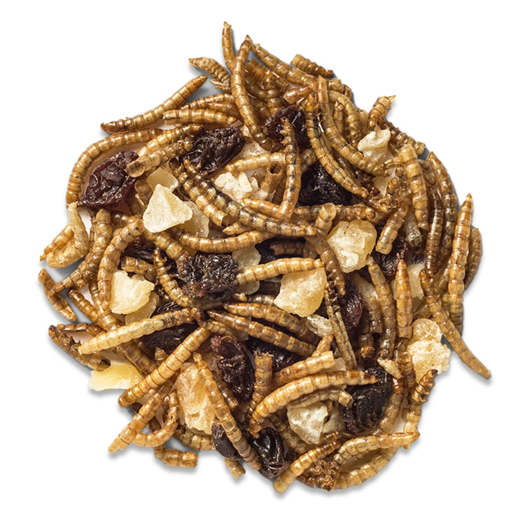 Premium Duncraft Mealworm, Apple & Raisin Trail Mix - High Protein Wild Bird Food for Backyard Feeders - Attracts Cardinals, Bluebirds & Woodpeckers (Perfect for Bird Watching & Garden Feeding Stations)