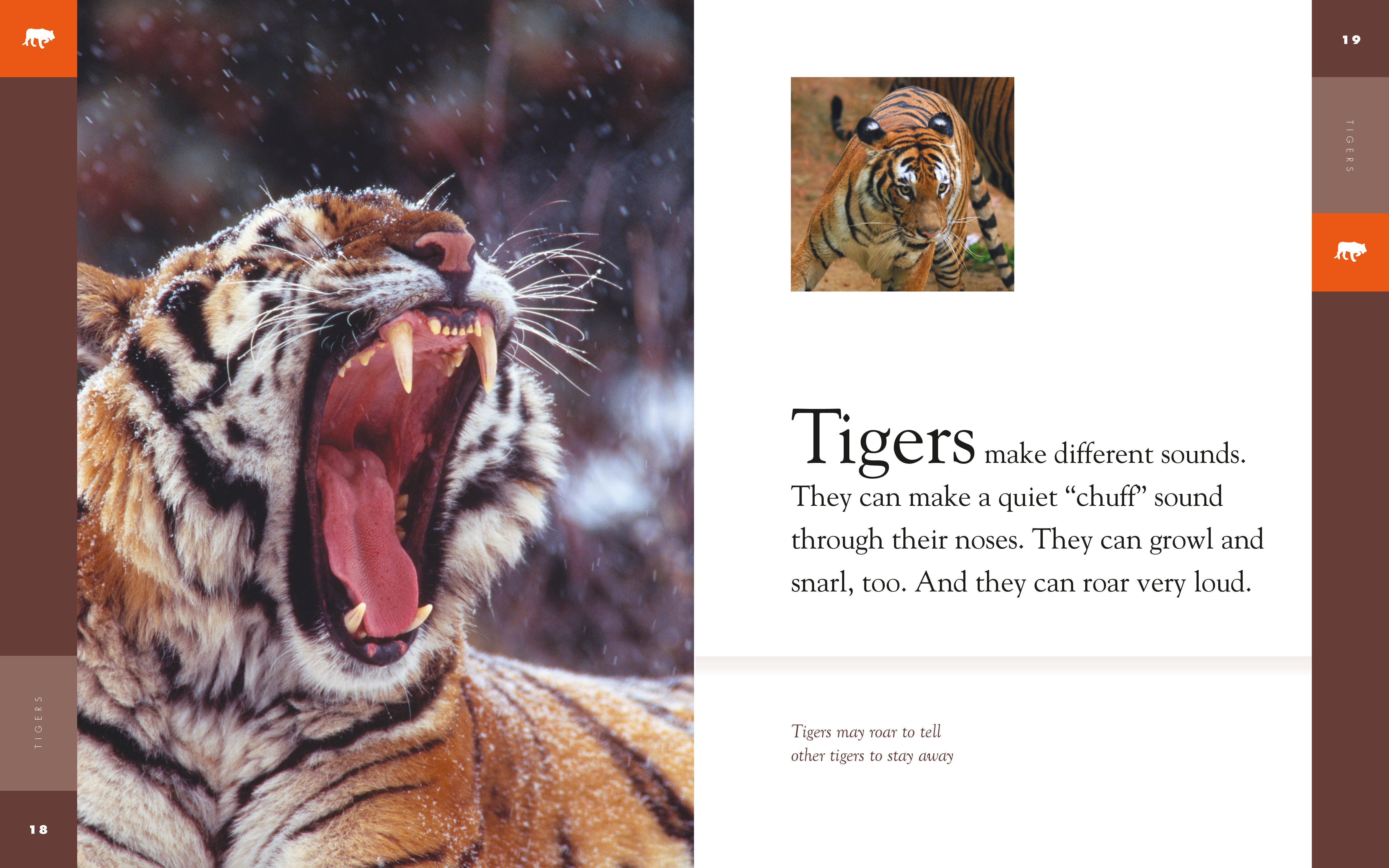 Amazing Animals (2014) - Tigers Documentary: Wildlife, Nature & Big Cats Facts | Perfect for Animal Lovers, Classroom Learning & Family Movie Nights