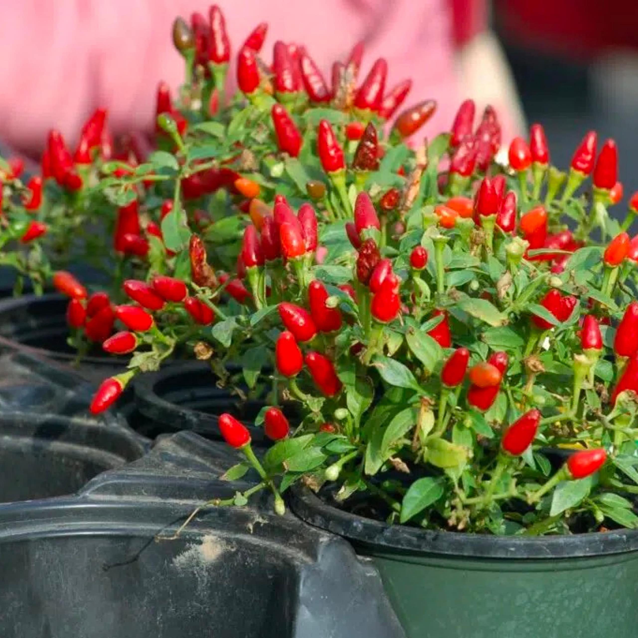 Pequin Chili Pepper Seeds (10 Count) - Tiny but Spicy Red Peppers for Cooking, Salsa & Hot Sauce - Heirloom Non-GMO Garden Planting