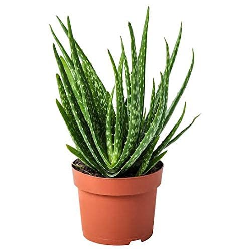 Organic Aloe Vera Live Plant - Natural Medicinal Succulent for Home, Garden & Skincare - Perfect for Indoor Decor, Herbal Remedies & Sunburn Relief