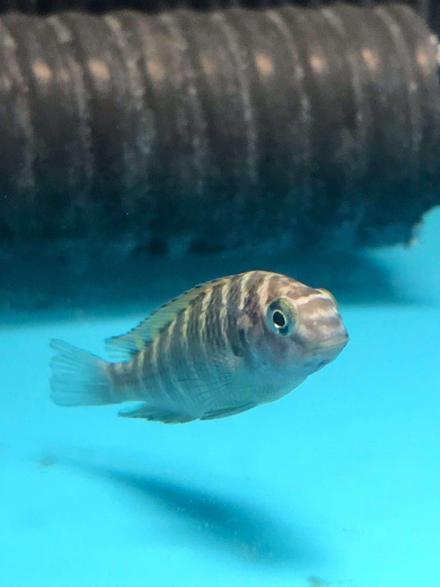 Premium Red Chimba Tropheus Sp. Cichlid Fish - Live Tropical Fish for Aquarium, African Cichlid Tank, Fish Breeding & Aquatic Pet Enthusiasts | Perfect for Freshwater Fish Tanks, Aquascaping & Home Aquariums