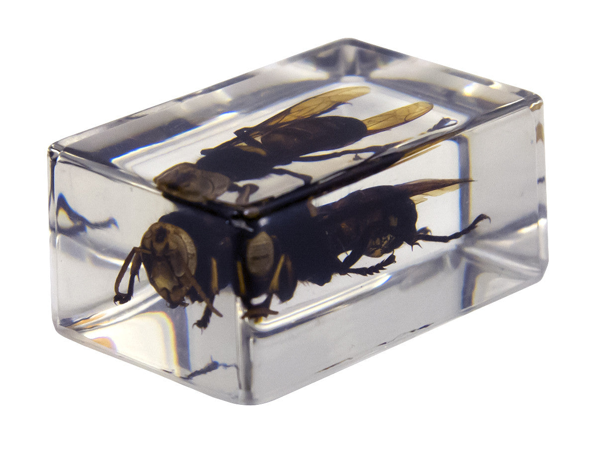 3D Bug Specimen Kit #2 - Realistic Insect Models for Science Education & Collectors - Perfect for Classroom Learning, Home Study & Entomology Displays