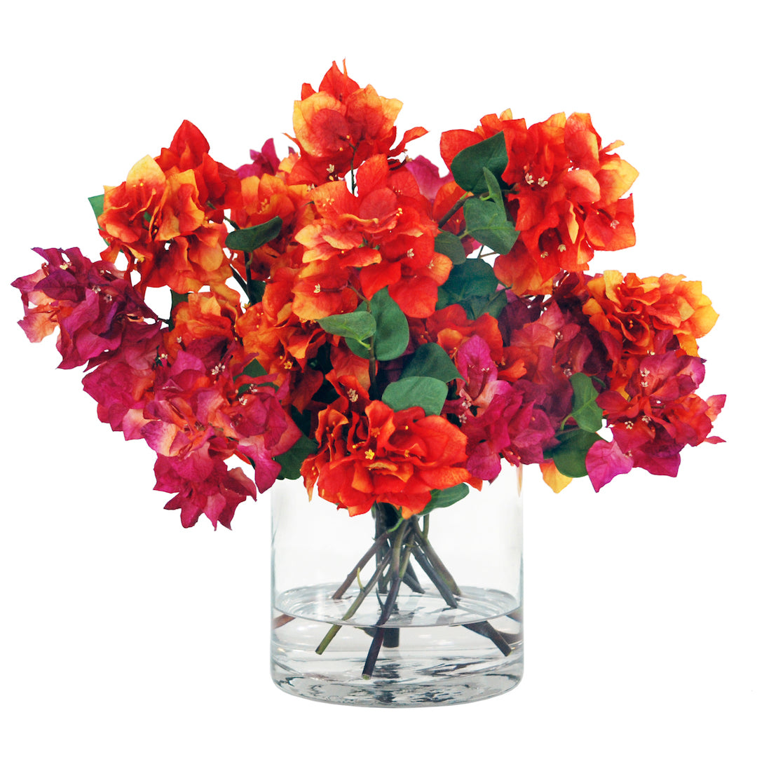 Buy Montalvo Bougainvillea Plants Online | Vibrant Flowering Vines for Gardens & Landscaping | Perfect for Patios, Trellises & Outdoor Decor
