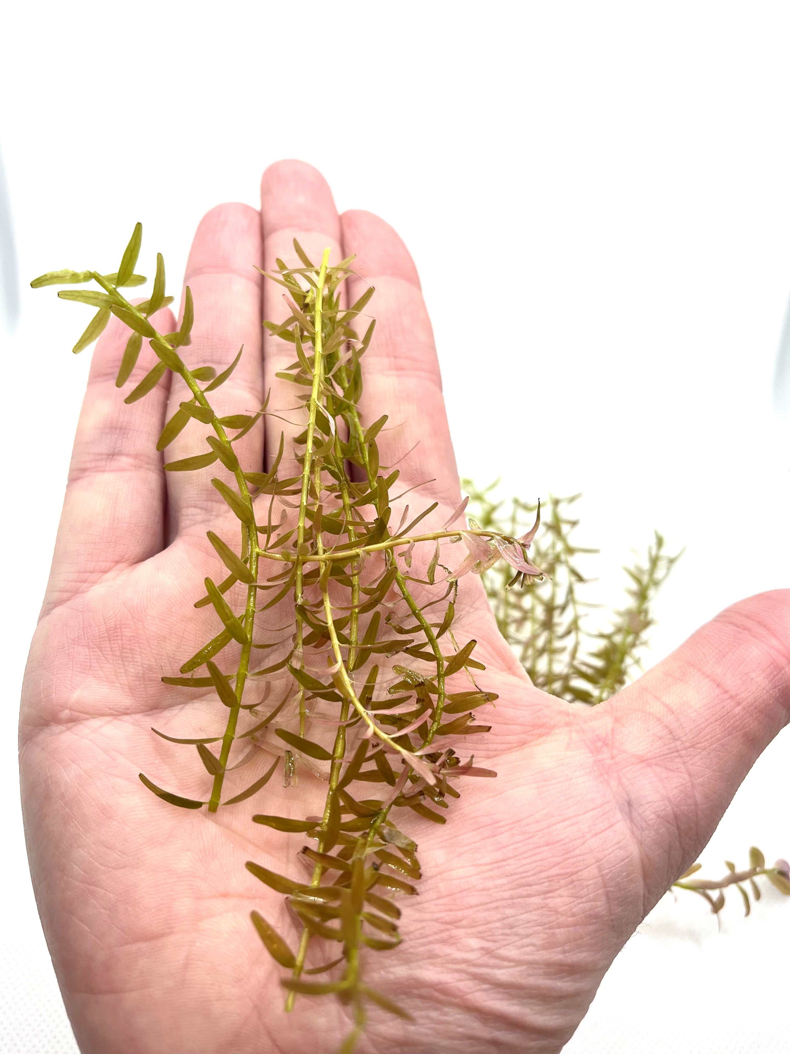 10 Live Rotala Stems Bundle - Vibrant Aquatic Plants for Freshwater Aquariums | Perfect for Fish Tanks, Aquascaping & Planted Aquariums