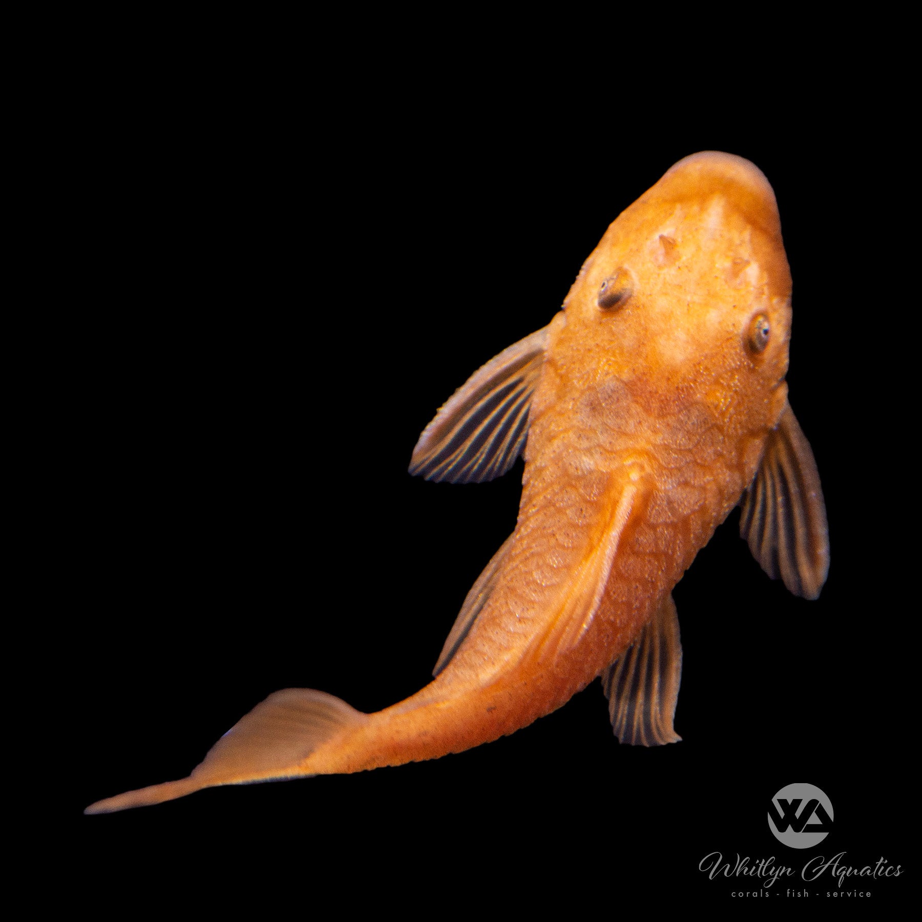 Super Red Bristlenose Pleco (Ancistrus cirrhosus) - Vibrant Freshwater Algae Eater for Aquariums & Fish Tanks - Perfect for Planted Tanks & Community Aquariums
