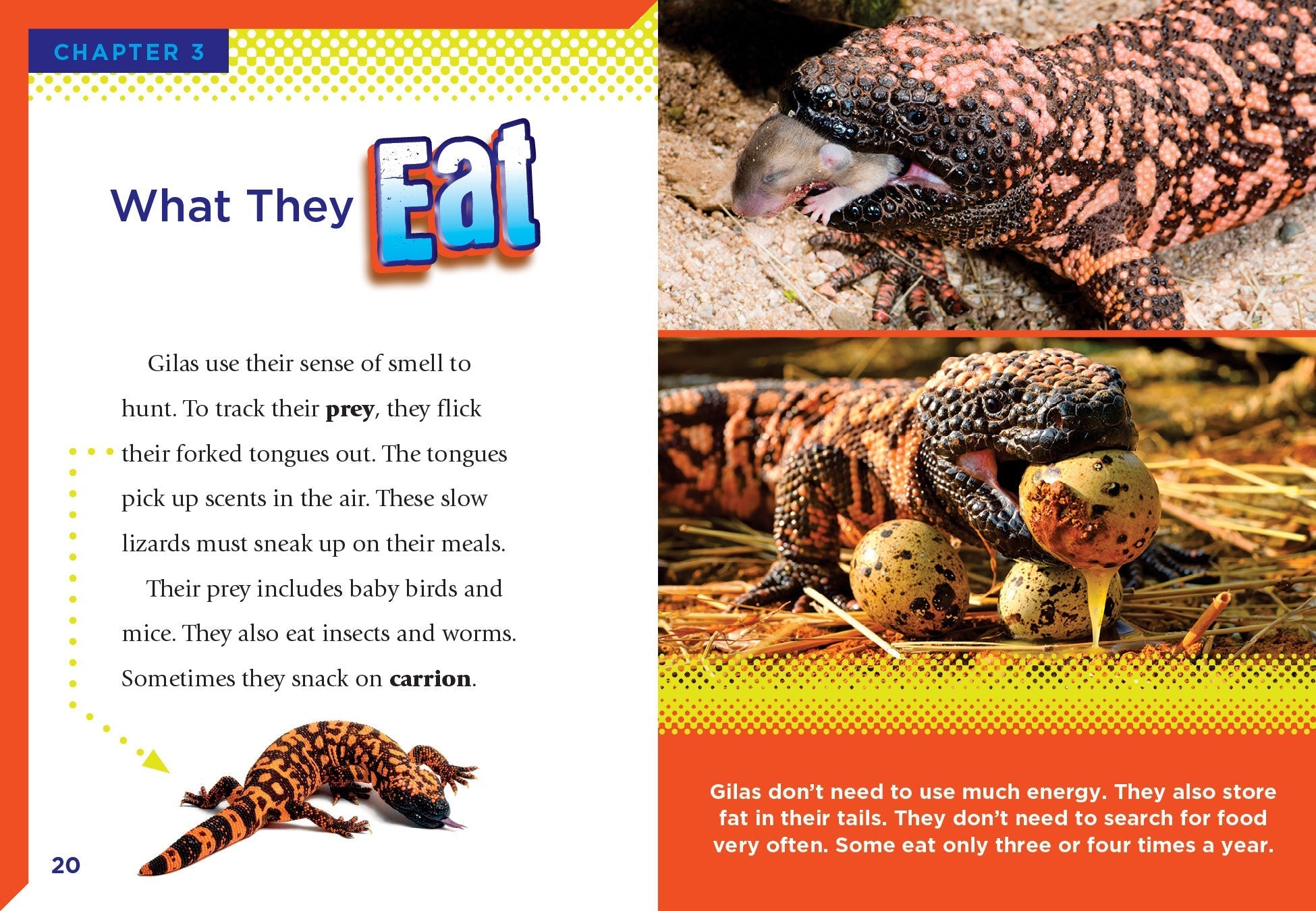 Gila Monsters Book - 9781623106430 | Fascinating Reptile Facts & Photos for Kids & Adults - Perfect for School Projects & Nature Lovers