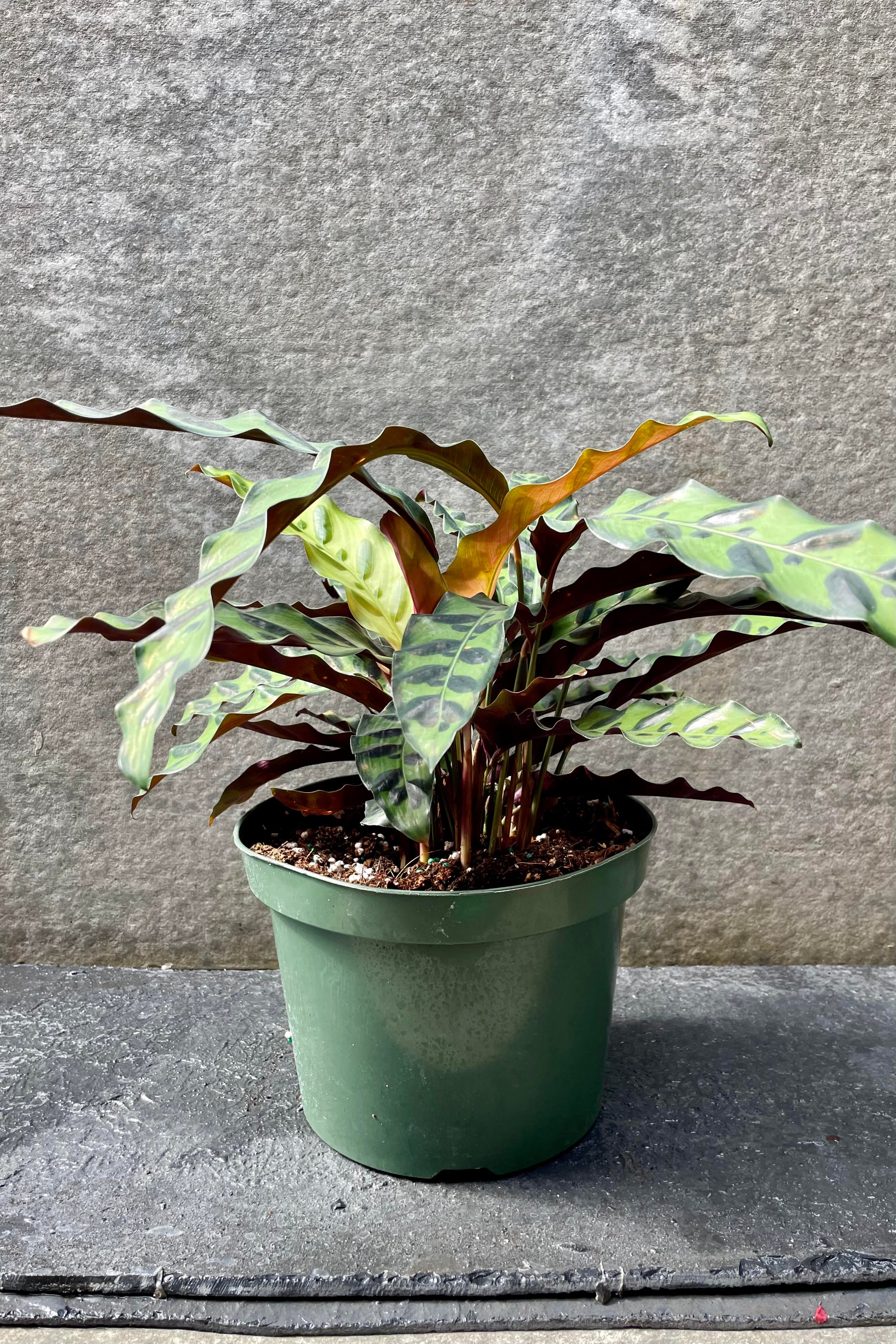 Calathea Lancifolia 8 Inch - Rattlesnake Prayer Plant - Low Light Indoor Houseplant for Home, Office, and Living Room Decor