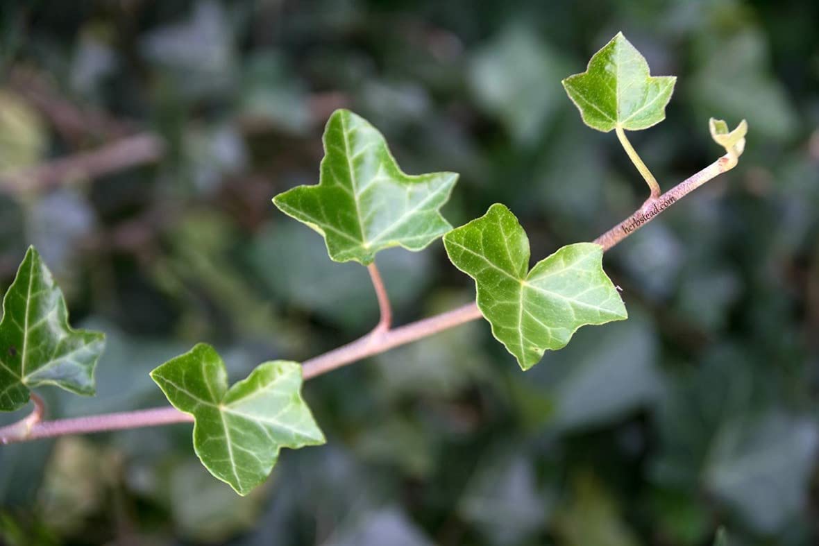 English Ivy Plant - 3 Live Hedera Helix in 4