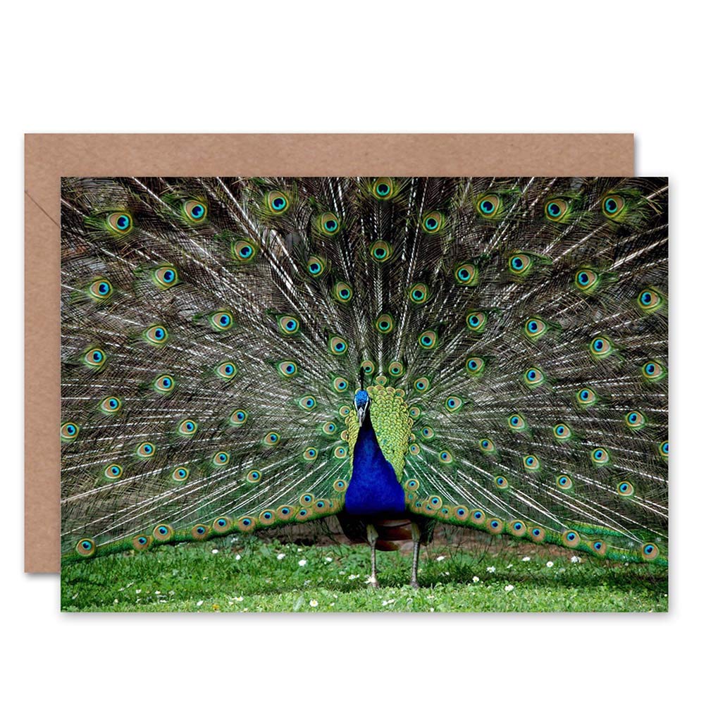 Wee Blue Coo Peacock Feather Greeting Card - Blank Birthday Card with Bird Design - Perfect for Birthdays, Anniversaries & Special Occasions
