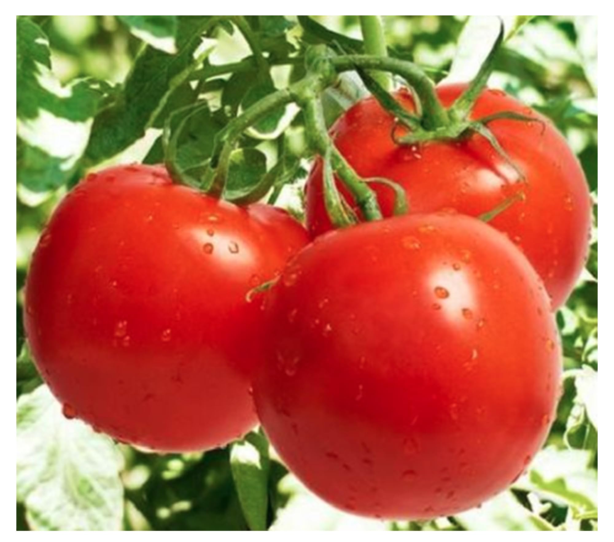 Mortgage Lifter Tomato Seeds - Large, Delicious Heirloom Tomatoes for Home Gardening - Perfect for Fresh Salads, Sauces, and Canning