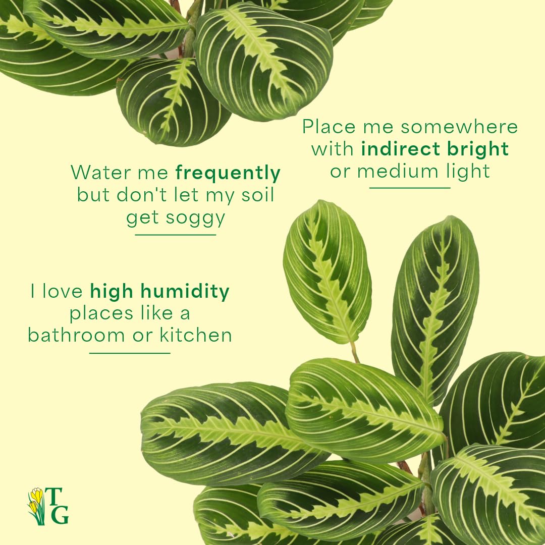 Thorsen's Lemon Lime Prayer Plant - Live Indoor Houseplant | Pet Friendly, Easy to Grow, Natural Air Purifier | 4