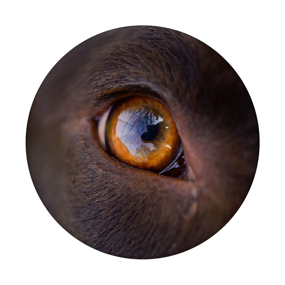 Chocolate Lab Eyes for Dogs - High-Quality Pet Grooming & Care Accessories - Perfect for Dog Shows, Grooming Sessions & Daily Pet Care
