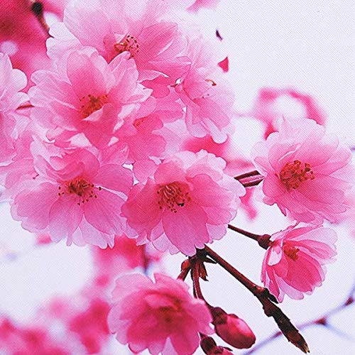 04 Pink Cherry Blossom