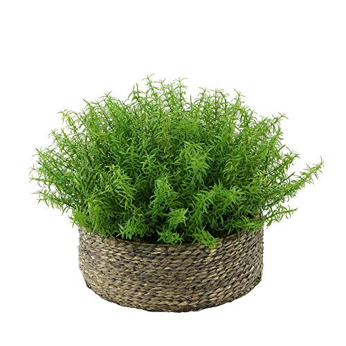 Grey-wash Seagrass