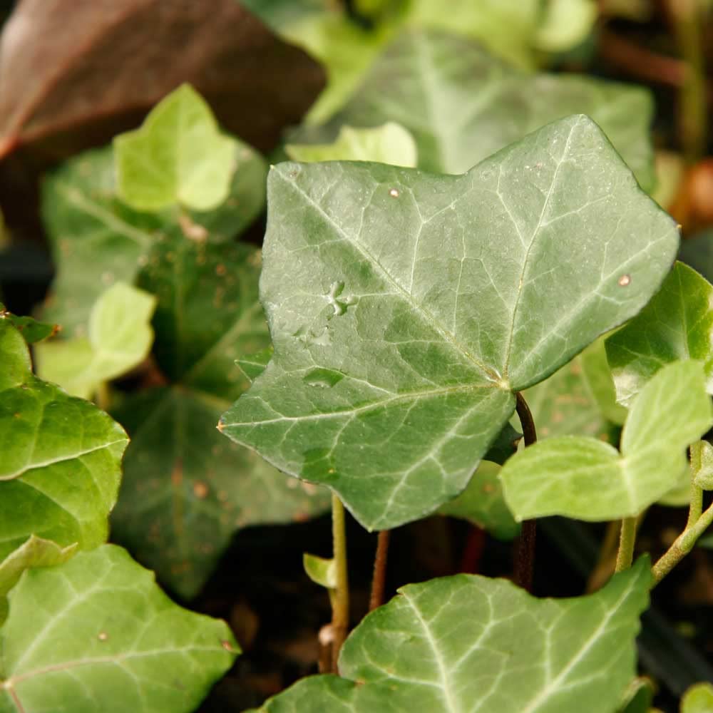 English Ivy - 18 Pack (3.25 Inch Pots) Evergreen Ground Cover Vine - Full Sun to Partial Shade Live Outdoor Plants for Garden Landscaping, Fence Covering, and Ground Erosion Control