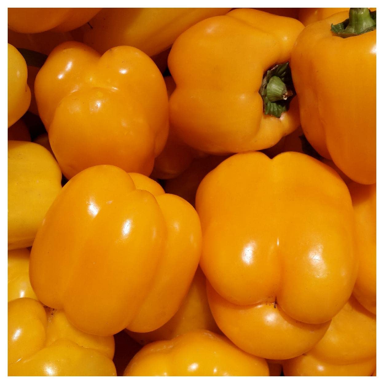 Everwilde Farms - 1/4 Lb Golden California Wonder Sweet Pepper Seeds - Non-GMO, Heirloom, High Yield - Perfect for Home Gardening, Canning & Fresh Eating