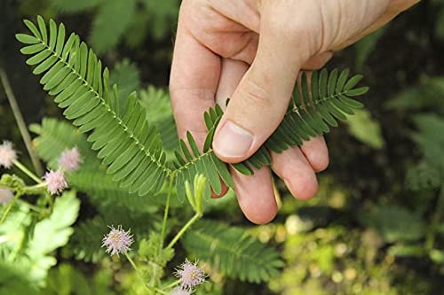 **Non-GMO Sensitive Plant Seeds (Mimosa Pudica) - Dwarf Touch-Me-Not Shameplant for Home Gardening, Indoor/Outdoor Planting, Kids Science Projects & Unique Gift Ideas**