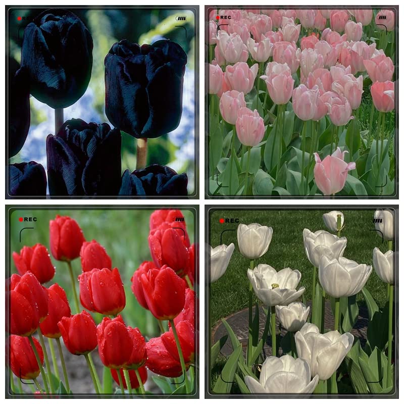 Premium Tulip Bulbs - 15 Pack for Planting, Double Blooming Perennial Flowers for Home & Garden Decoration | Perfect for Birthdays, Gifts & Indoor/Outdoor Décor