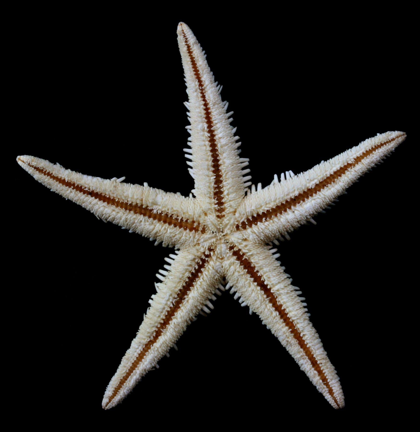 Spiny Starfish - Real Dried Sea Star for Beach Decor, Ocean Themed Crafts & Marine Biology Education | Perfect for Coastal Home Decor, Aquarium Displays & DIY Projects