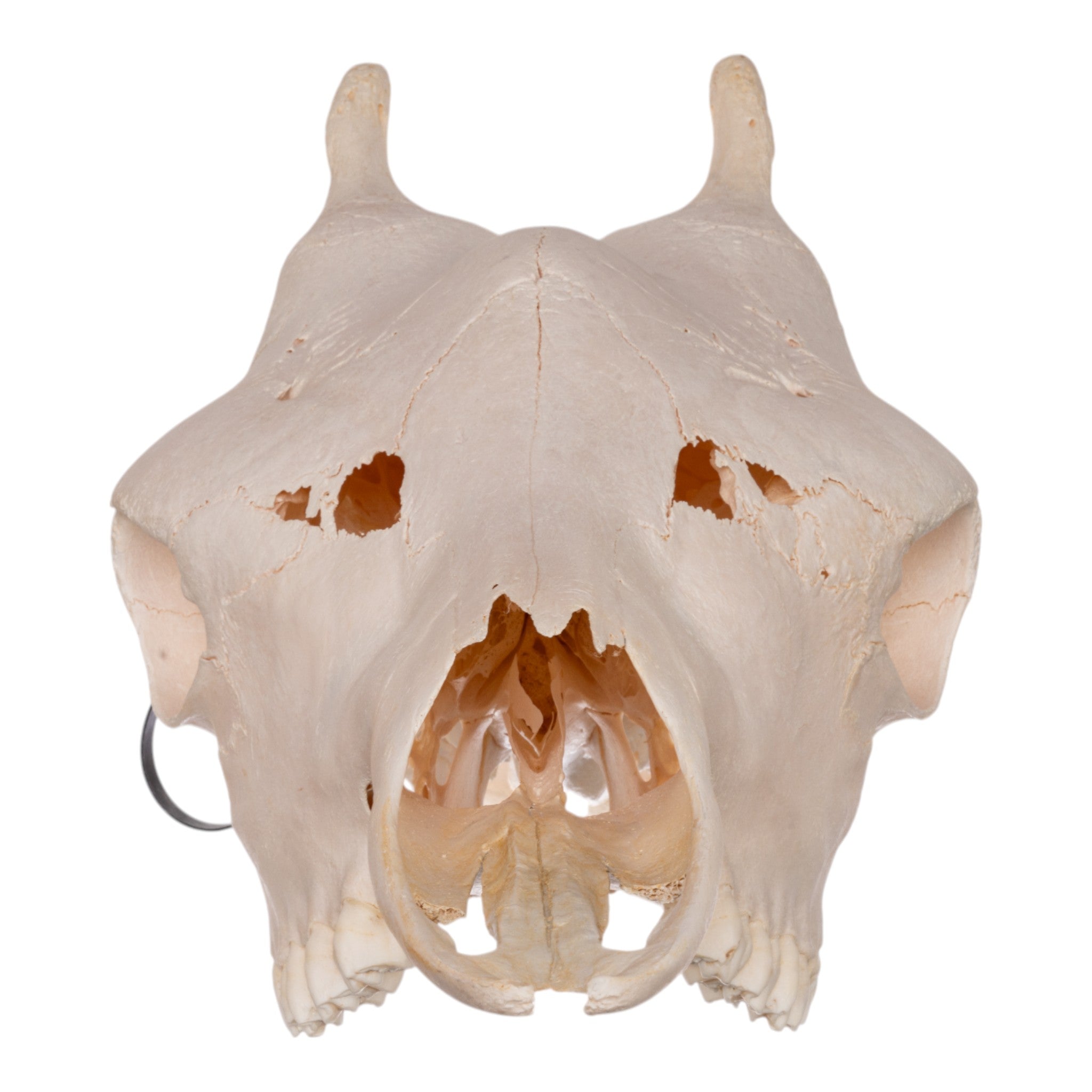 Authentic Southern Giraffe Skull - Female Specimen Without Jawbone - Perfect for Taxidermy, Home Decor, and Educational Displays