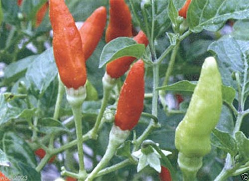 Organic Bradley’s Bahamian Chili Pepper Seeds (Bahamian Bird Pepper) - 30 Count Pack for Home Gardening, Spicy Cooking & Caribbean Recipes