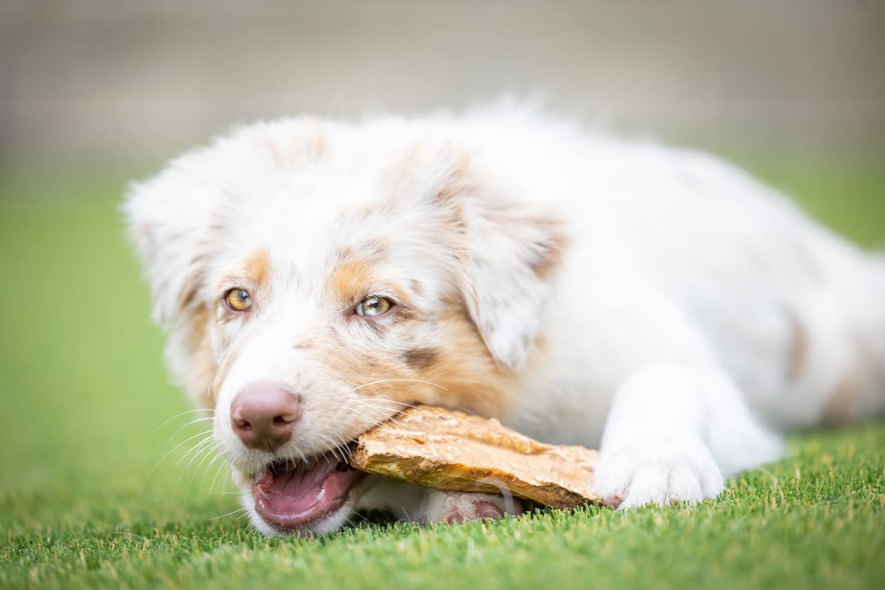 Premium Beef Cheek Chips for Dogs - Extra Thick 2