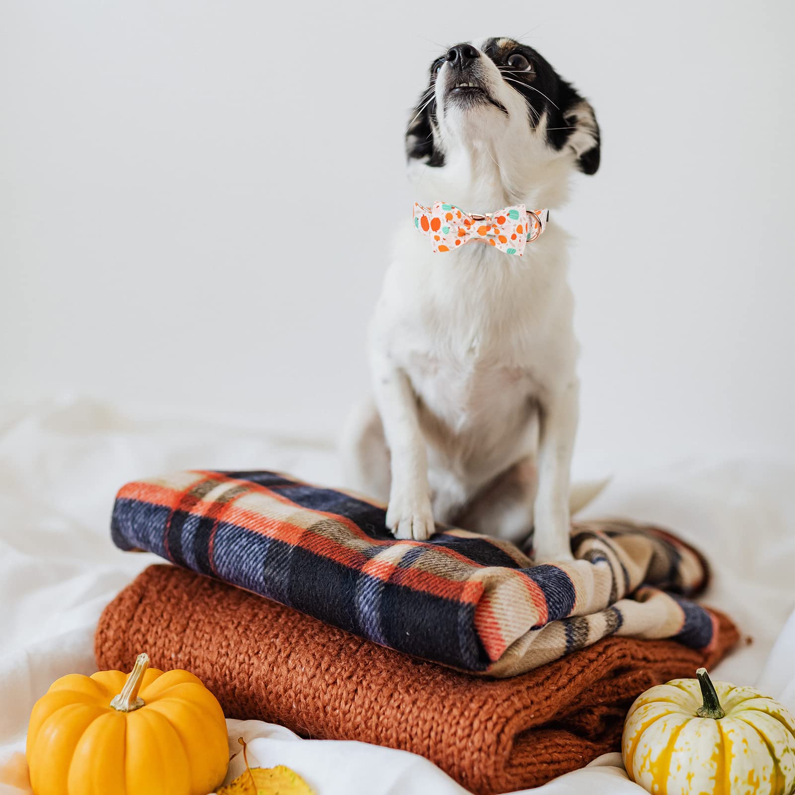 Halloween Dog Collar Bow Tie - Adjustable Pumpkin Pet Collar for Small Medium Large Dogs | Cute Costume Accessory for Puppies & Adult Dogs | Perfect for Halloween Parties & Pet Photo Shoots