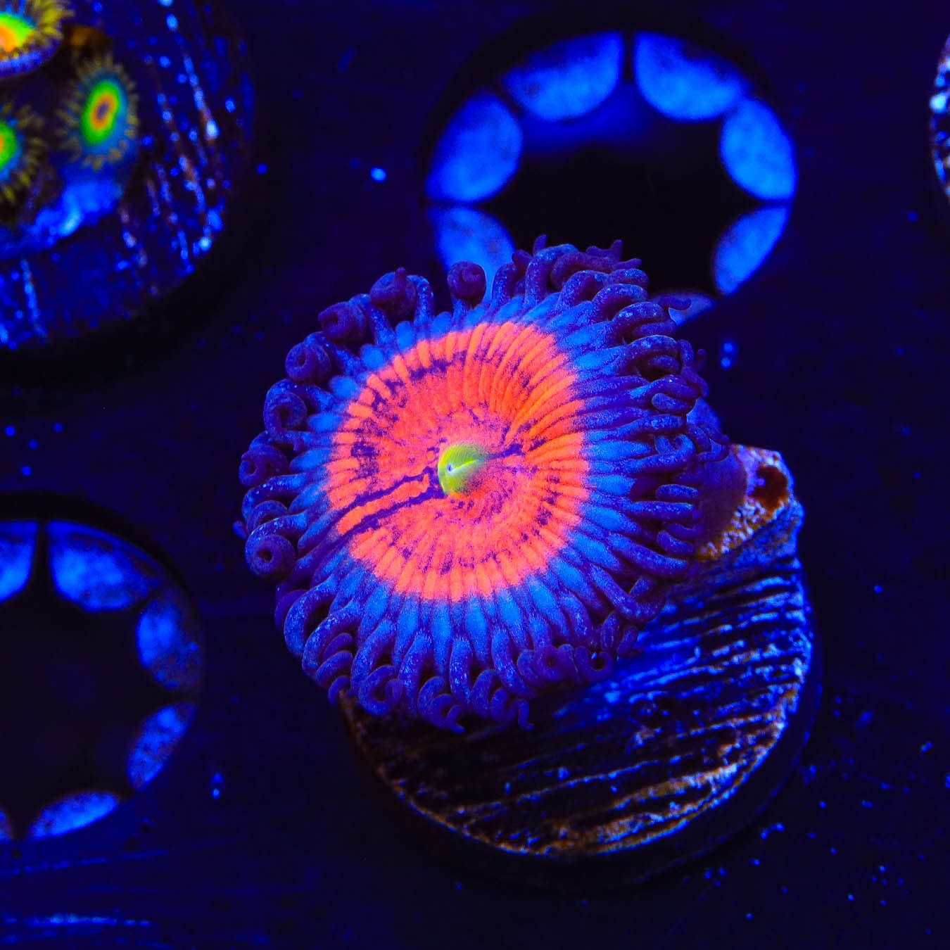 Everlasting Gobstopper Zoanthids Coral - Vibrant Live Coral for Saltwater Aquariums | Perfect for Reef Tanks & Marine Displays