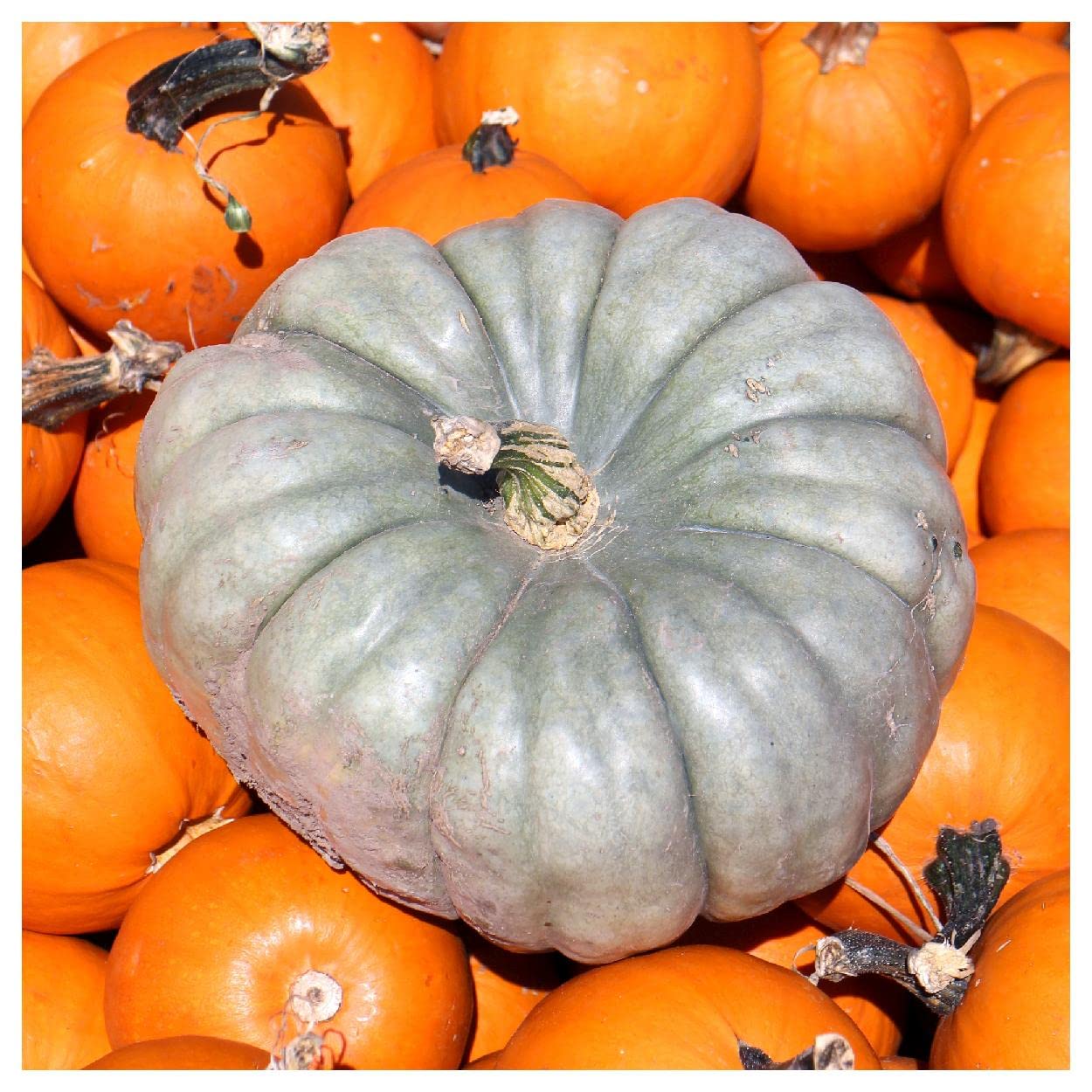 Everwilde Farms - 20 Queensland Blue Winter Squash Seeds - Gold Vault Jumbo Seed Packet - Non-GMO Heirloom Pumpkin Seeds for Fall Gardening & Thanksgiving Decor