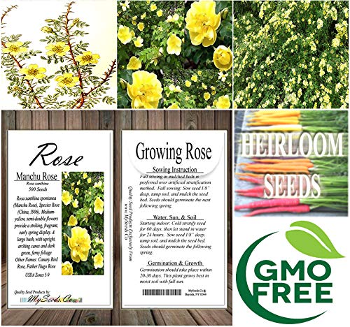 500 Manchurian Rose Seeds - Rosa Xanthina Spontanea - Canary Bird Rose - Father Hugo Rose Flower Seeds for Planting | Big Pack by MySeeds.Co | Perfect for Garden Landscaping, Flower Beds & Home Decor