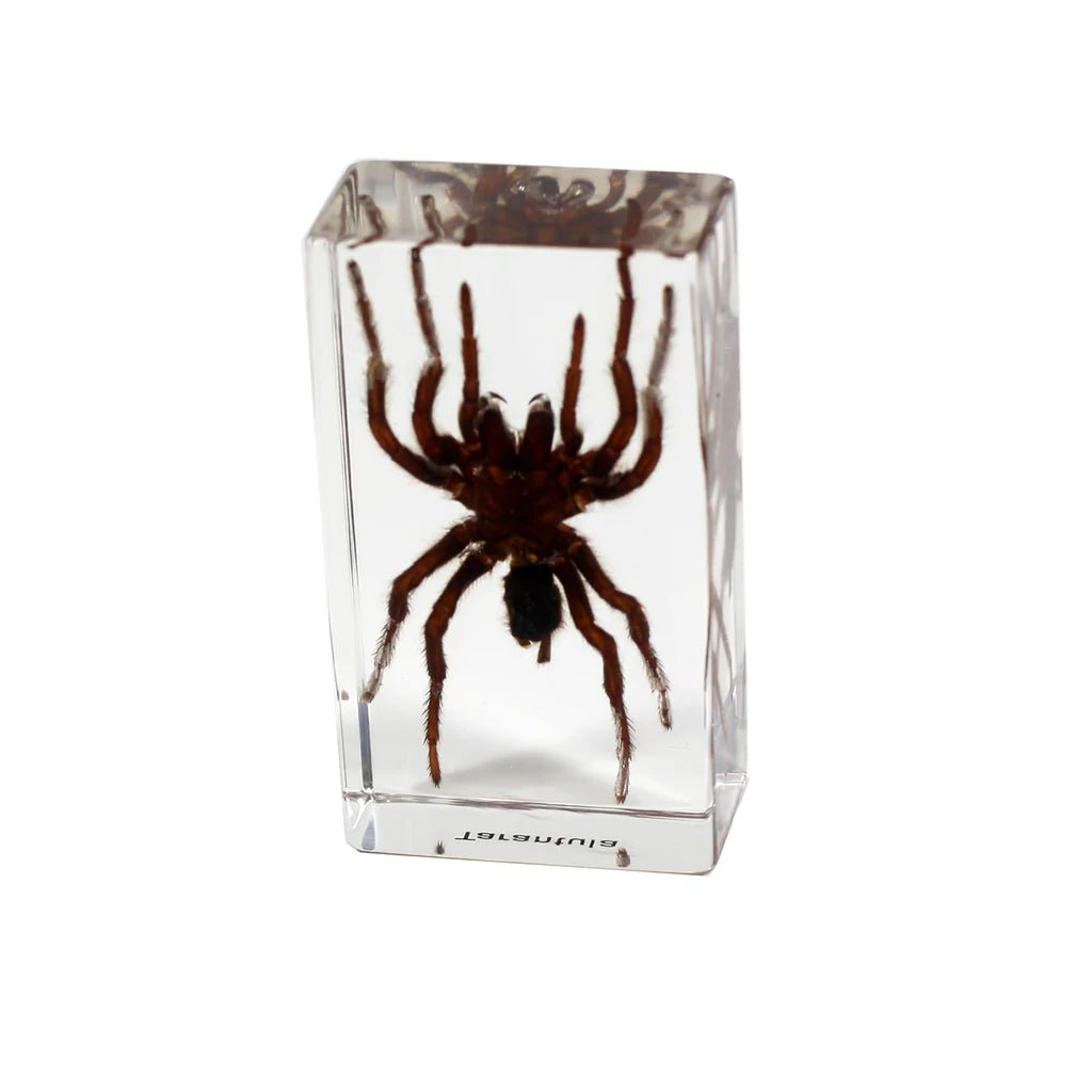 Real Tarantula Specimen in Clear Acrylic Display Block - Perfect for Science Classrooms, Home Decor & Insect Collectors