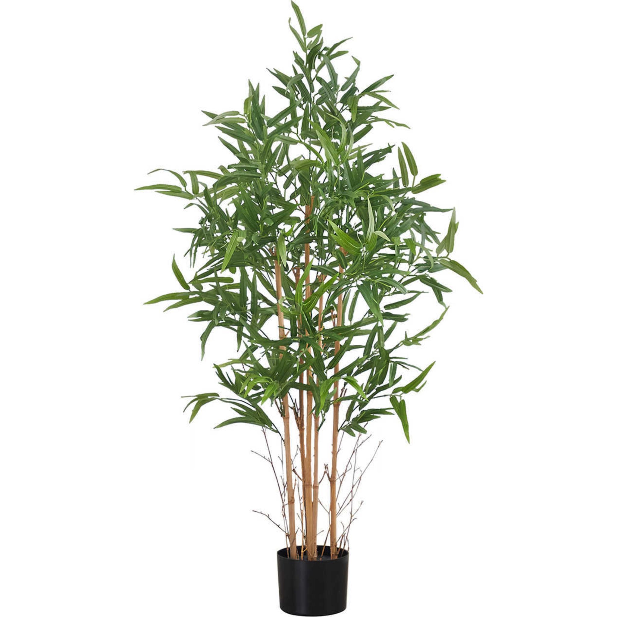 Premium Bamboo Tree for Home Decor - Natural Eco-Friendly Indoor Plant for Living Room, Office & Bedroom