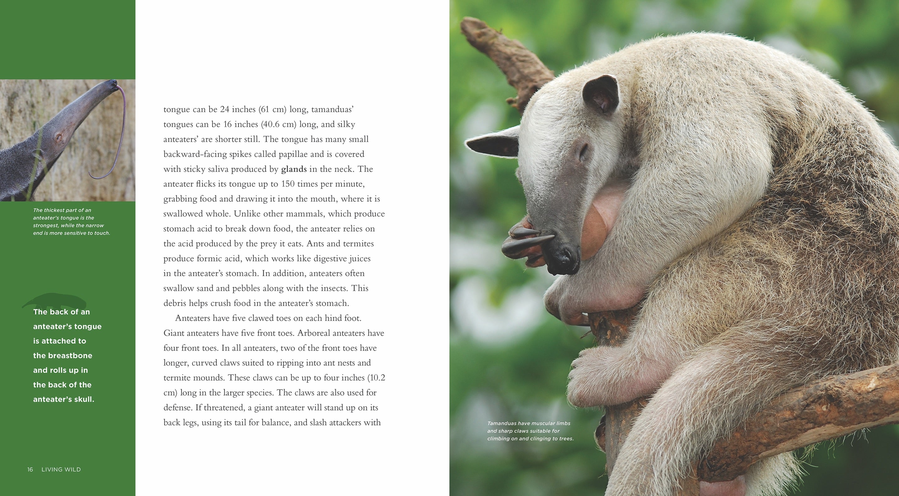 Anteaters Book - ISBN 9781608189557 - Perfect for Animal Lovers & Nature Enthusiasts