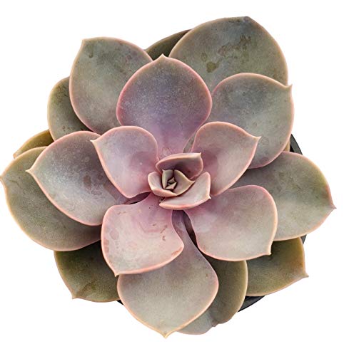 Perle Von Nurnberg