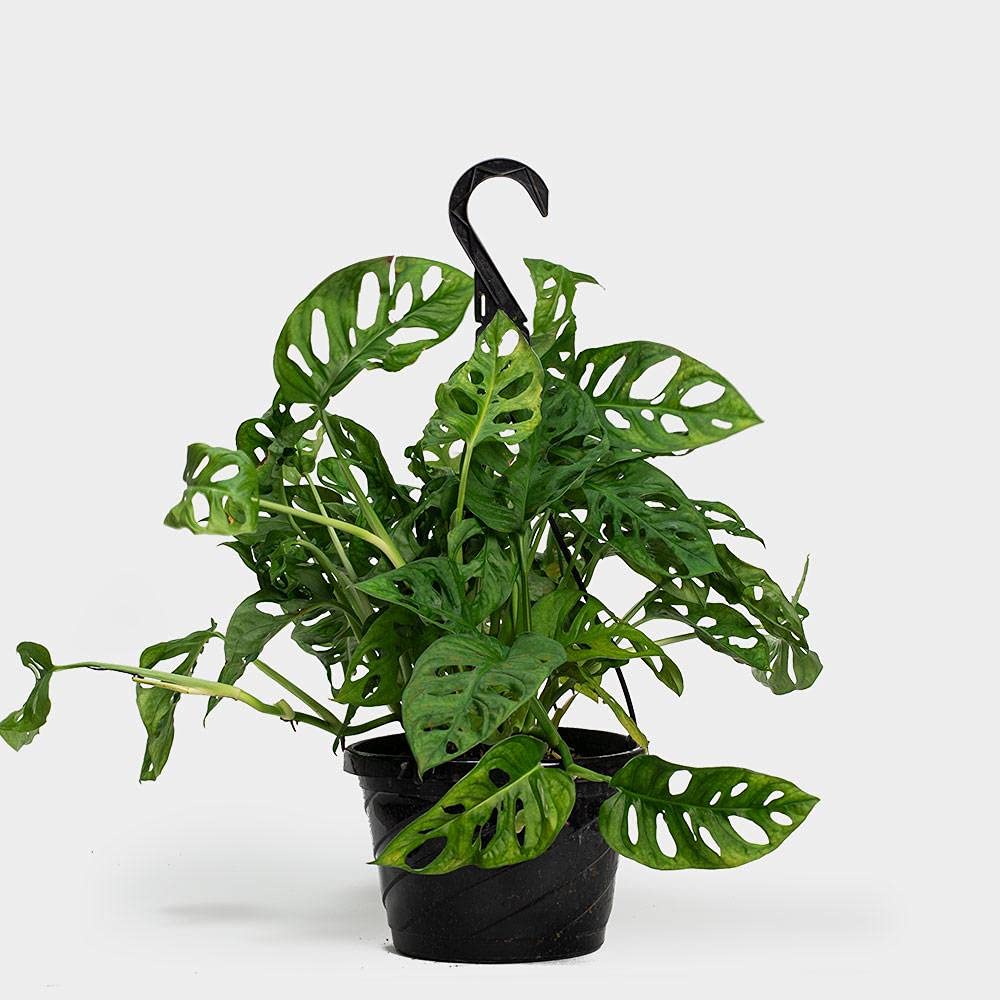 Monstera Adansonii Swiss Cheese Plant - 5 Live Plants in 4 Inch Hanging Pots - Easy to Grow Air Purifying Indoor Houseplant for Home, Office, or Garden Decor