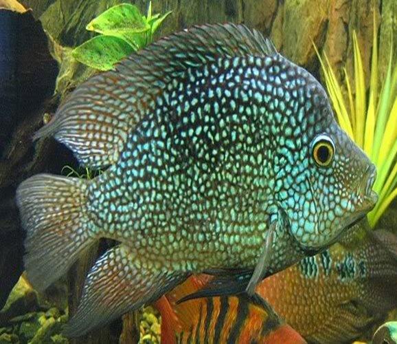 Premium Green Texas Cichlid (Herichthys Cyanoguttatus) - Vibrant Freshwater Aquarium Fish for Home & Office Tanks