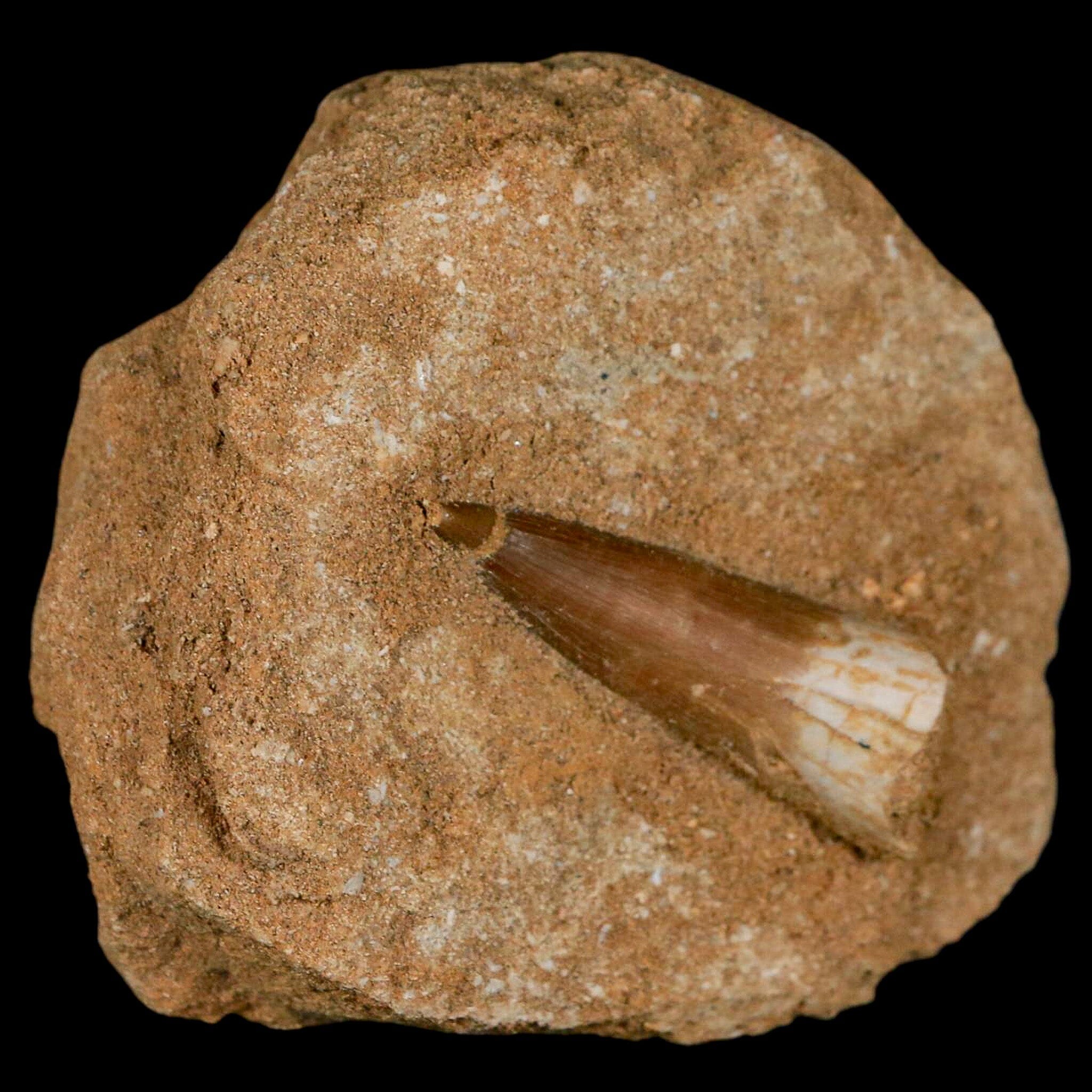 1.6