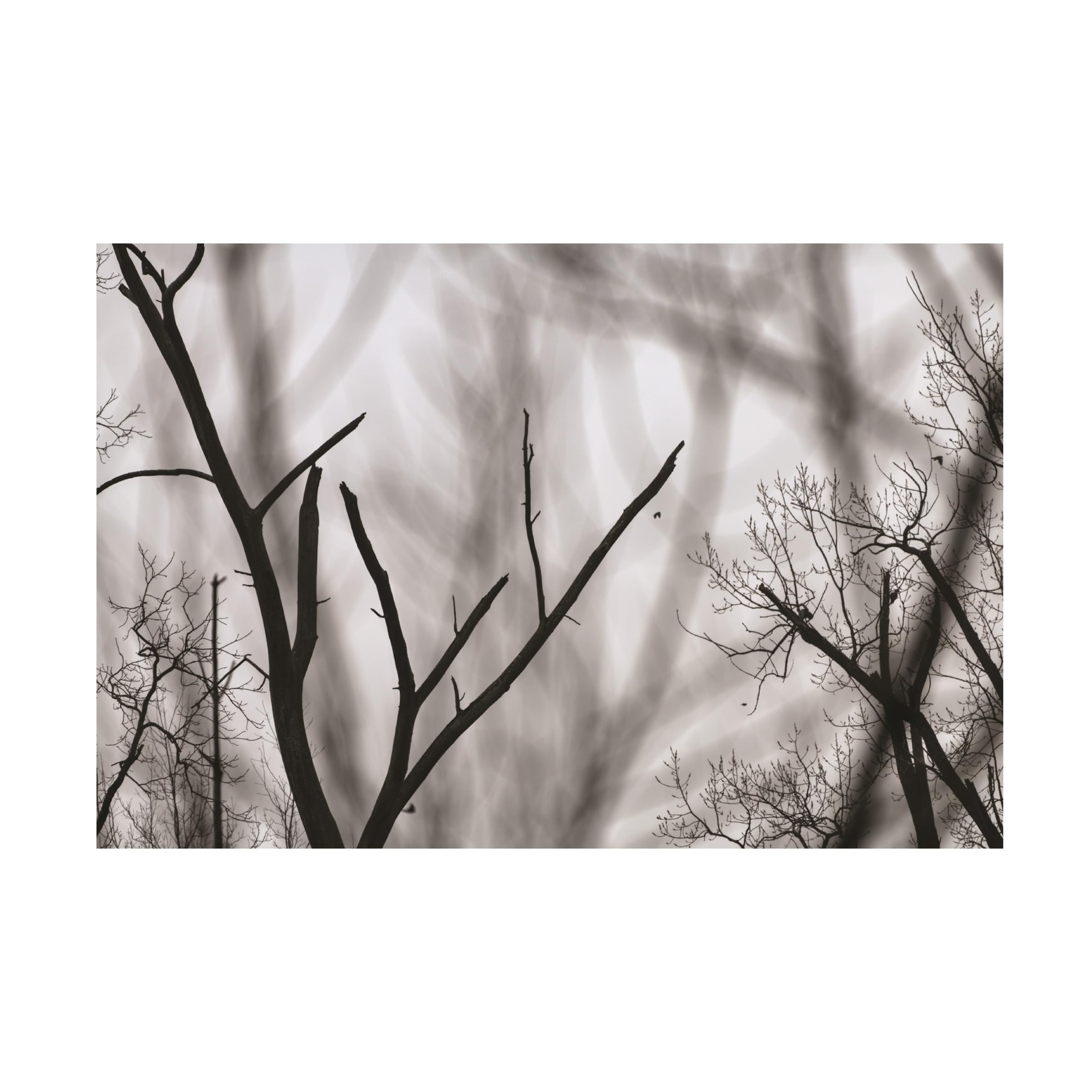 Kurt Shaffer 'Bare Tree Abstract' Photographic Canvas Wall Art - Modern Home & Office Decor for Living Room, Bedroom, or Gallery Display