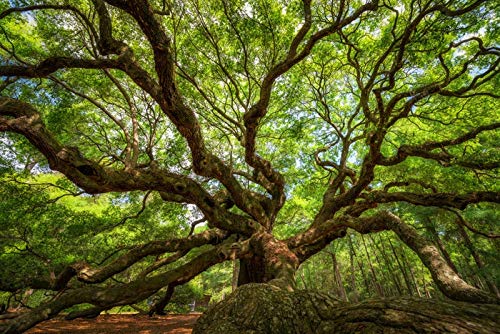 Lantern Press Charleston SC Angel Oak Tree Photography Print - 24x36 Gallery Quality Metal Art Wall Decor for Living Room, Office & Home - Aluminum Landscape Artwork