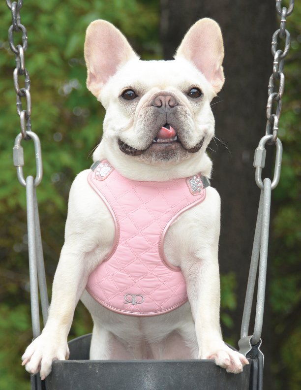 Pretty Paw Step-in Dog Harness - Adjustable & Breathable Pet Vest for Small to Medium Dogs - Perfect for Walking, Training & Outdoor Adventures