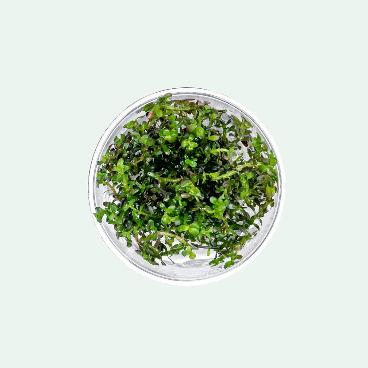 Rotala Colorata Tissue Culture - Live Aquatic Plant for Freshwater Aquariums | Perfect for Aquascaping, Fish Tanks & Planted Aquariums