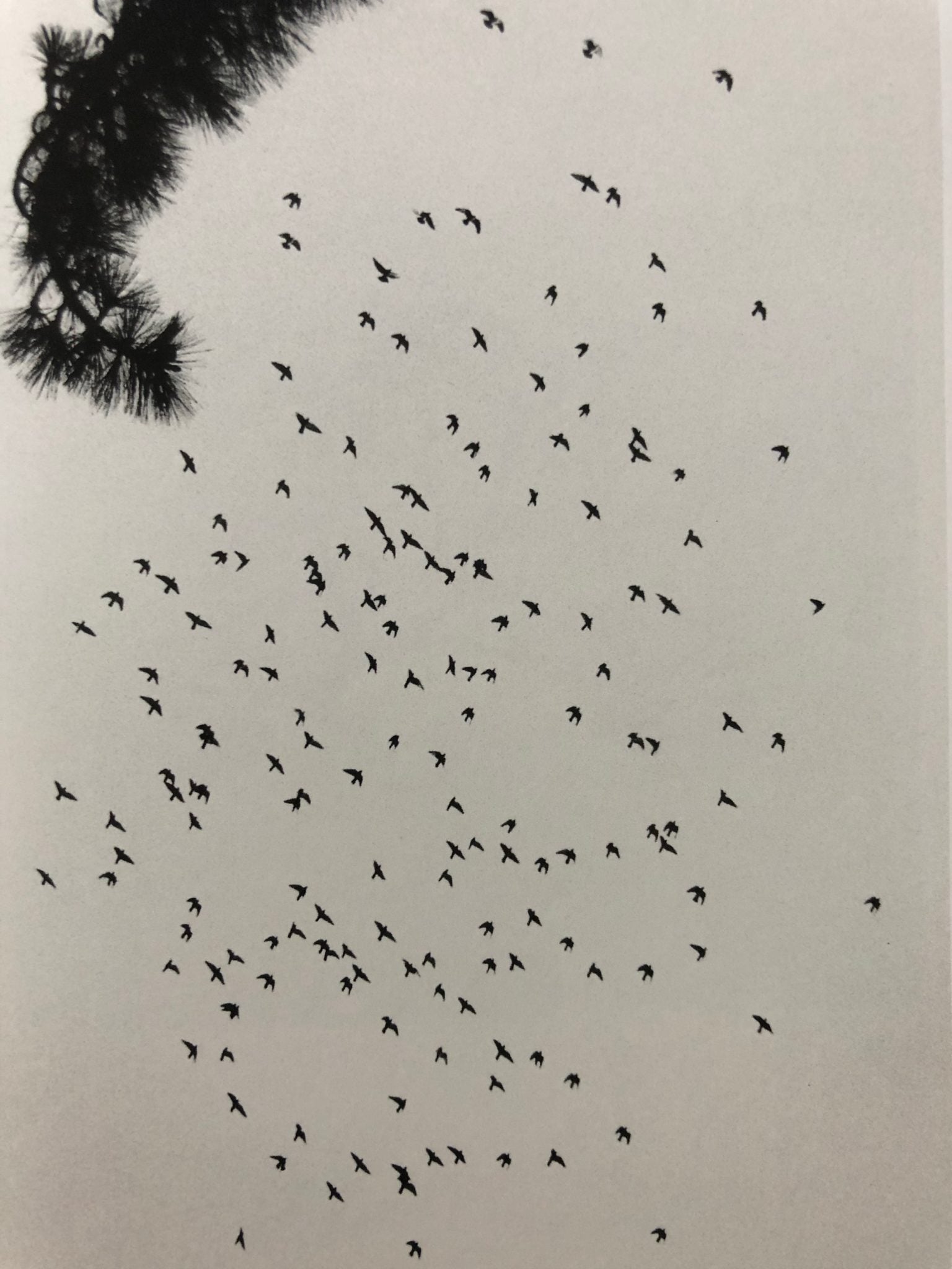 Michael Kenna Photography Book - Des Oiseaux: Stunning Bird Photography Art Book for Home Decor, Gifts & Collectors | Perfect for Coffee Table Display & Photography Enthusiasts