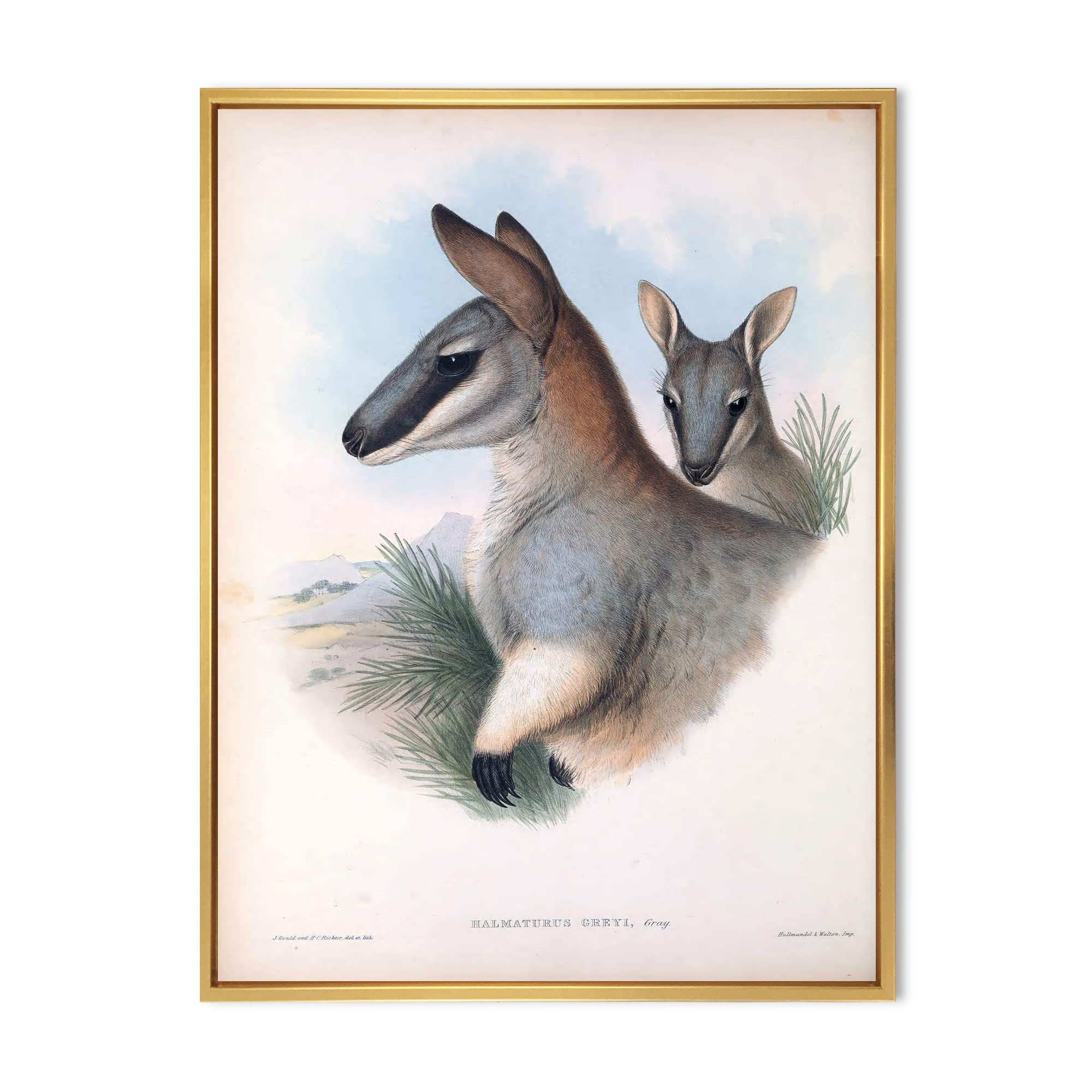 Vintage Kangaroo Wall Art - Farmhouse Framed Canvas Print for Living Room, Bedroom & Office Decor | Nature Inspired Home Décor