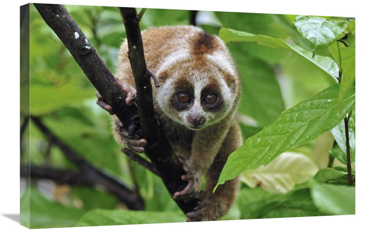 20 x 30 Inch Slow Loris Wildlife Art Print - Northern Sumatra Indonesia Nature Photography by Thomas Marent - Perfect for Home Decor, Office Wall Art & Jungle Theme Room Design