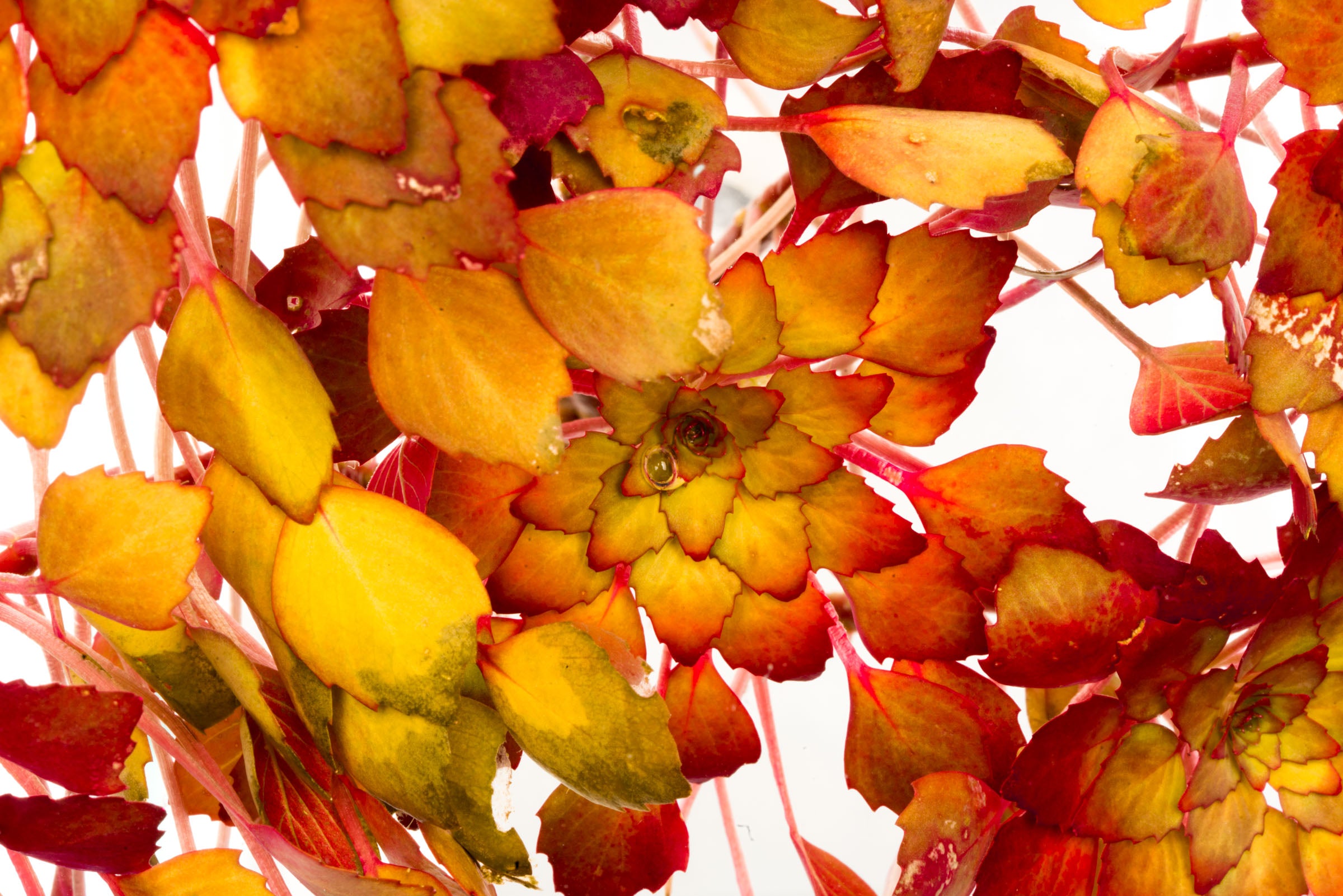 Ludwigia Sedioides (Mosaic Plant) - Live Aquatic Plant for Aquariums & Ponds | Perfect for Water Gardens, Fish Tanks & Aquatic Decor