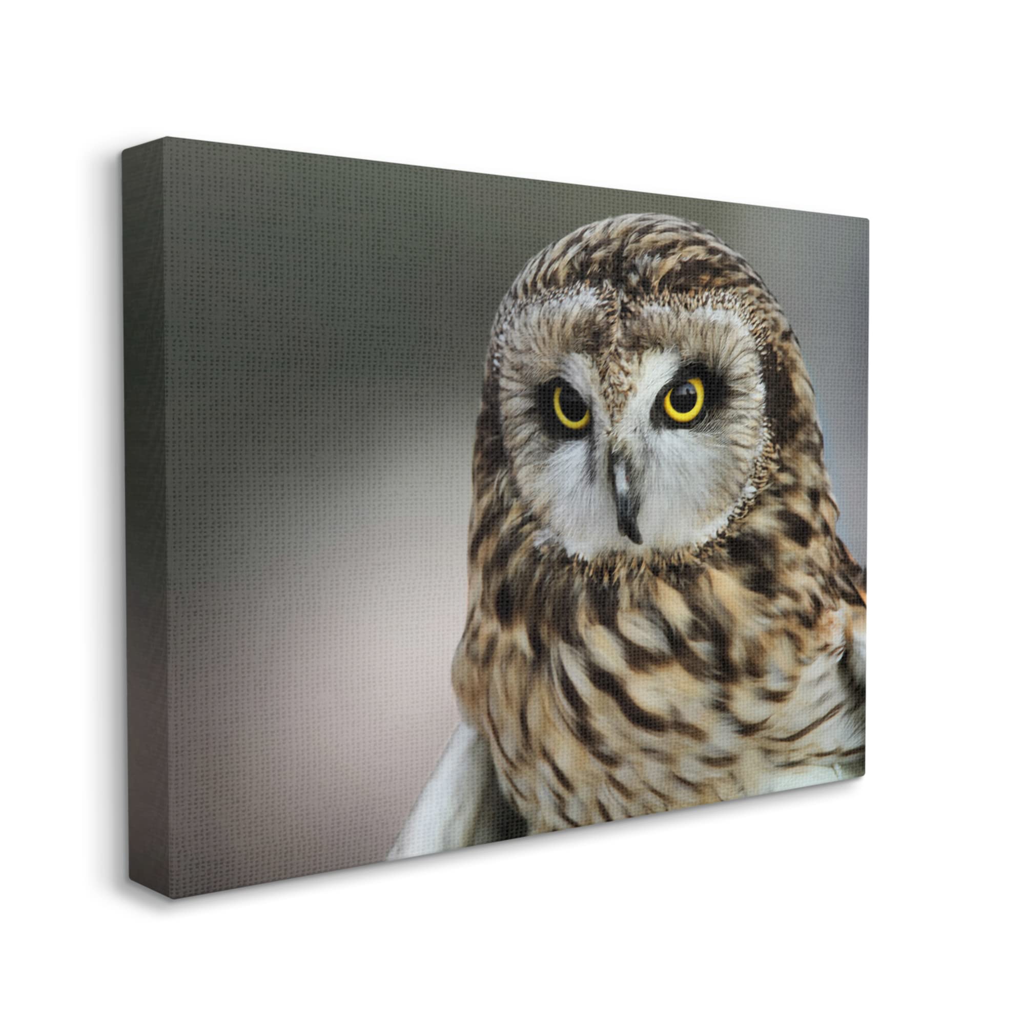 Stupell Industries Fierce Hunting Owl Wall Art - Modern Bokeh Photography Effect Canvas Print by Daniel Sproul - Perfect for Living Room, Bedroom & Office Decor