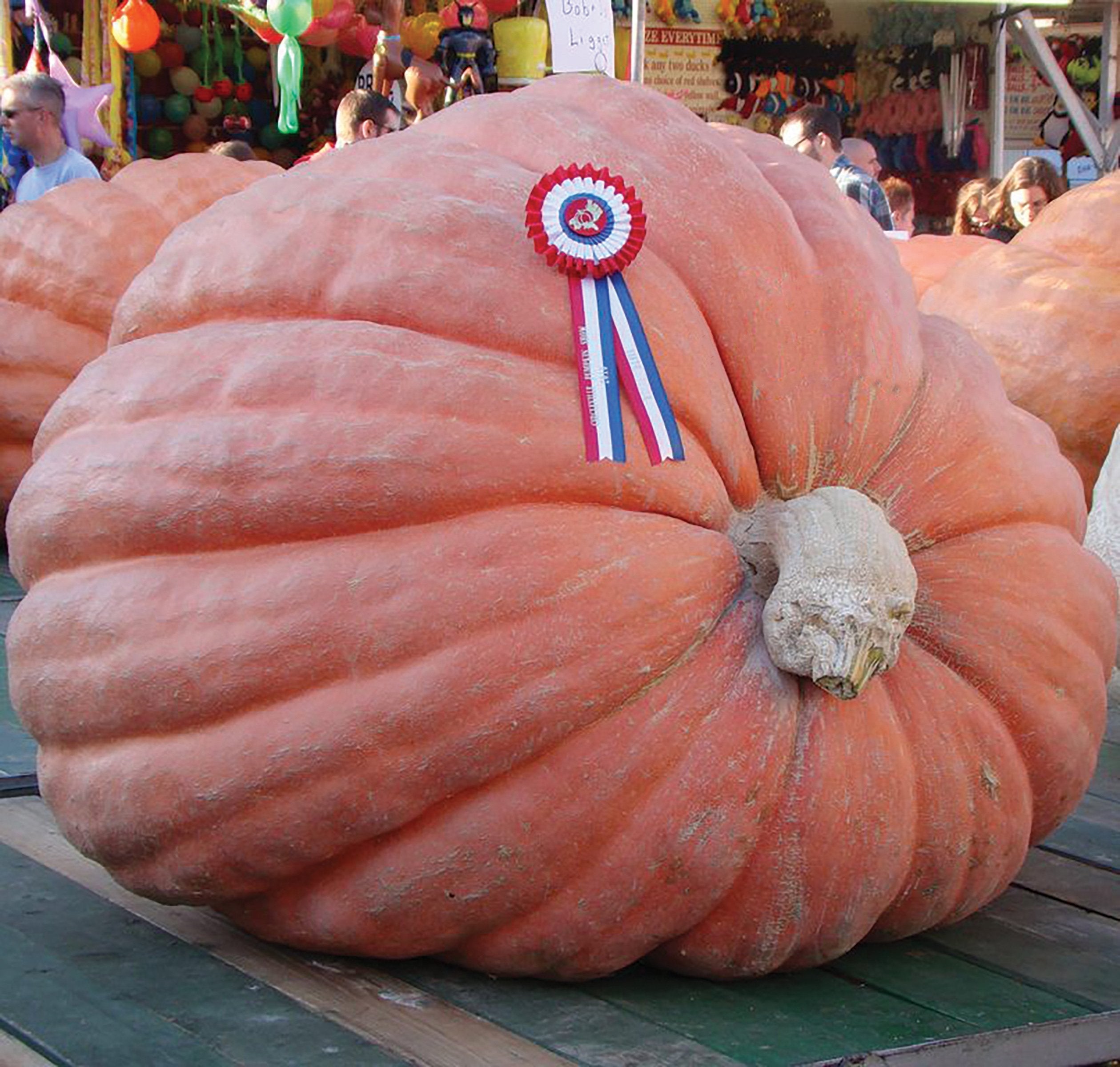 State Fair Winning Giant Pumpkin Seeds for Planting - Jumbo Prize-Winning Variety for Home Garden & Fall Decor