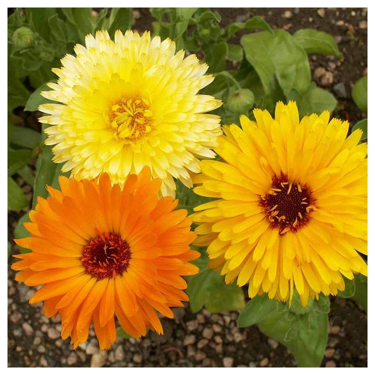 500 Pacific Beauty Mix Calendula Wildflower Seeds - Premium Gold Vault Jumbo Seed Packet for Home Garden, Landscaping & Pollinator-Friendly Planting